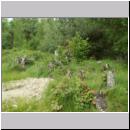 Coleocentrus excitator - Schlupfwespe 19 OS-Westerkappeln-Sundermannsee.jpg